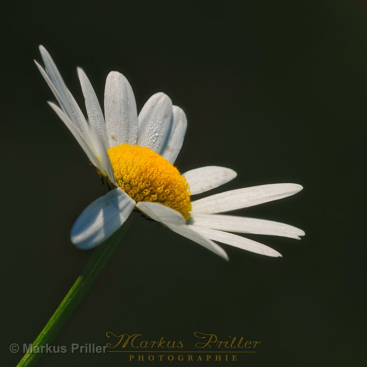 20150605 090015 Makro Lechauen Pflach-Wiederhergestellt 1920